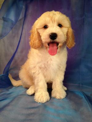 Male F1b Miniature Goldendoodle Puppy for sale #3 Ready by May 2015!